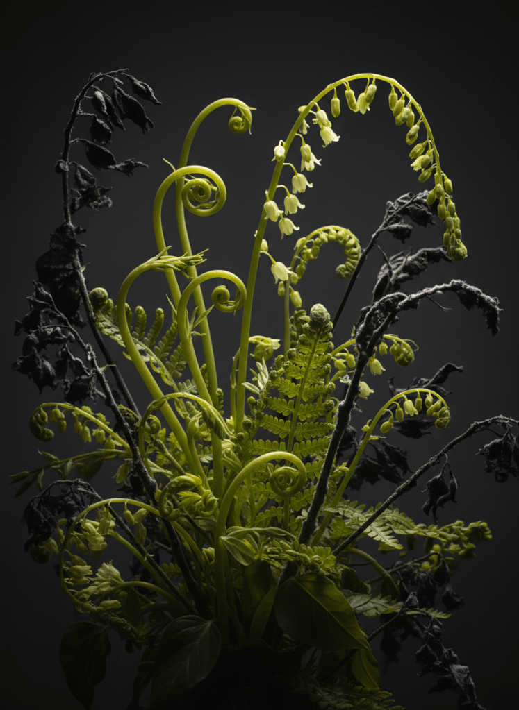 A close-up photographic composition of lush, vibrant yellow-green chartreuse foliage and delicate botanical stems as the dominant subject. Fresh, living plants: new growth shoots in brilliant chartreuse, soft lime-tinted ferns, and pale greenish-yellow flowering stems push through deep charcoal shadows. Black decay creeps in quietly from the edges—blackened leaf tips, dark mold blooming on stems, petals darkening from their borders inward. Low saturation, low brightness overall. Turquoise-teal accents appear subtly in leaf veins and shadow highlights. Dark charcoal grey background, absolutely no brightness. Editorial photography style, moody and decadent, showing the beautiful process of botanical transformation and decline. Close-up macro perspective, sharp focus on living chartreuse color fading to shadow. No bouquets, no hands, no styling. Pure dark botanical nature in intimate detail.