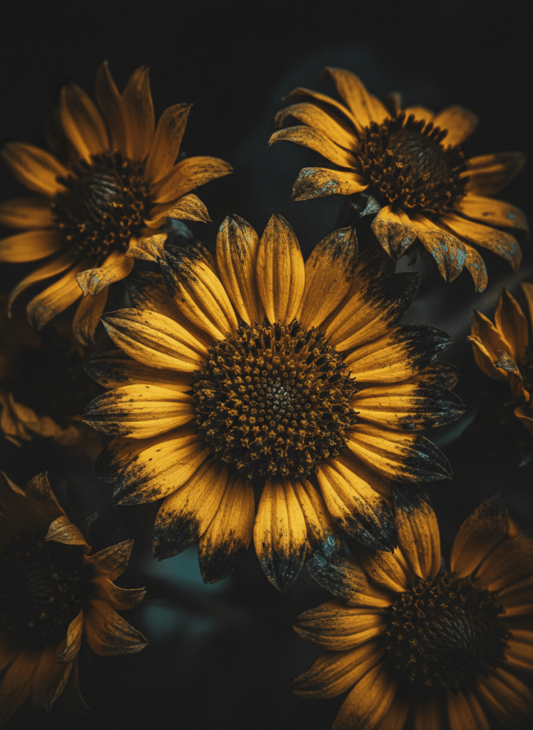 Extreme close-up macro photography of dark botanical flowers. Deep golden yellow and warm amber tones dominate — mustard, ochre, golden yellow petals filling the entire frame. Flowers like dark sunflowers, dried marigolds, aged coreopsis. Petals blackening and decaying from the edges inward, black rot consuming the golden yellow. Deep charcoal background. Low saturation, low brightness overall but the yellow-gold is clearly the dominant warm hue. Dusty teal-turquoise as subtle shadow accent only. No bouquet, no hands, no wrapping. Pure dark botanical macro intimacy. Moody, melancholic, decayed botanical elegance. Ruin-like atmosphere.