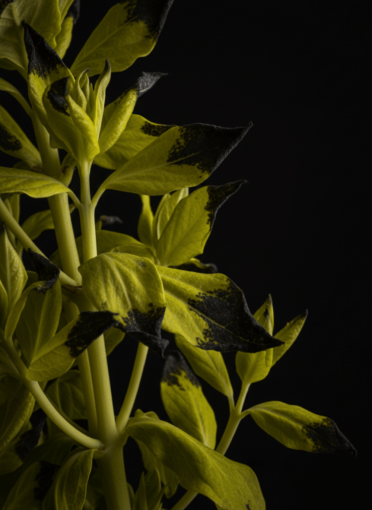 Close-up dark botanical macro photography. Natural botanical flowers and foliage with dominant yellow-green chartreuse color. Fresh living plants: brilliant chartreuse petals, yellow-green leaves, and pale greenish-yellow flowering stems fill the entire frame. Black slowly creeping in from the edges of petals and leaves like decay and rot, blackened leaf tips, dark mold consuming the golden yellow-green. Low brightness, low saturation. Deep black pure background with no brightness. Dramatic moody side lighting. No bouquet, no hands, no styling. Pure dark botanical nature in intimate macro detail. Ruin-like melancholic atmosphere, sophisticated decayed beauty. Editorial photography style. Texture of petals and leaves dominating the composition.